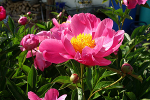 Pfingstrose (Paeonia)