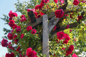 rote Kletterrose mit vielen Blüten