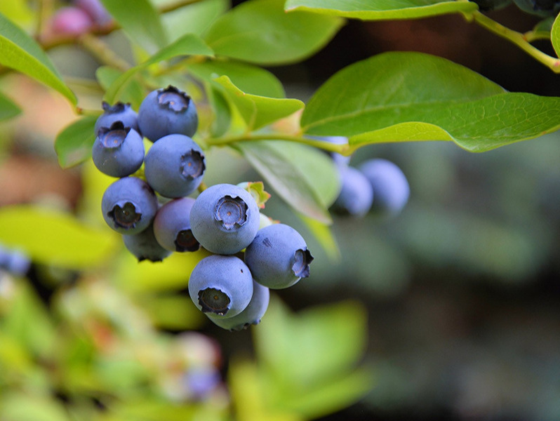 blaue Früchte am Strauch